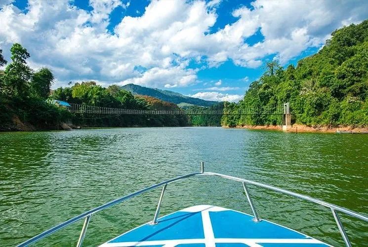 西双版纳望天树景区