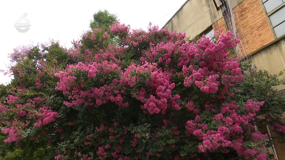 8099999街头巷尾微信