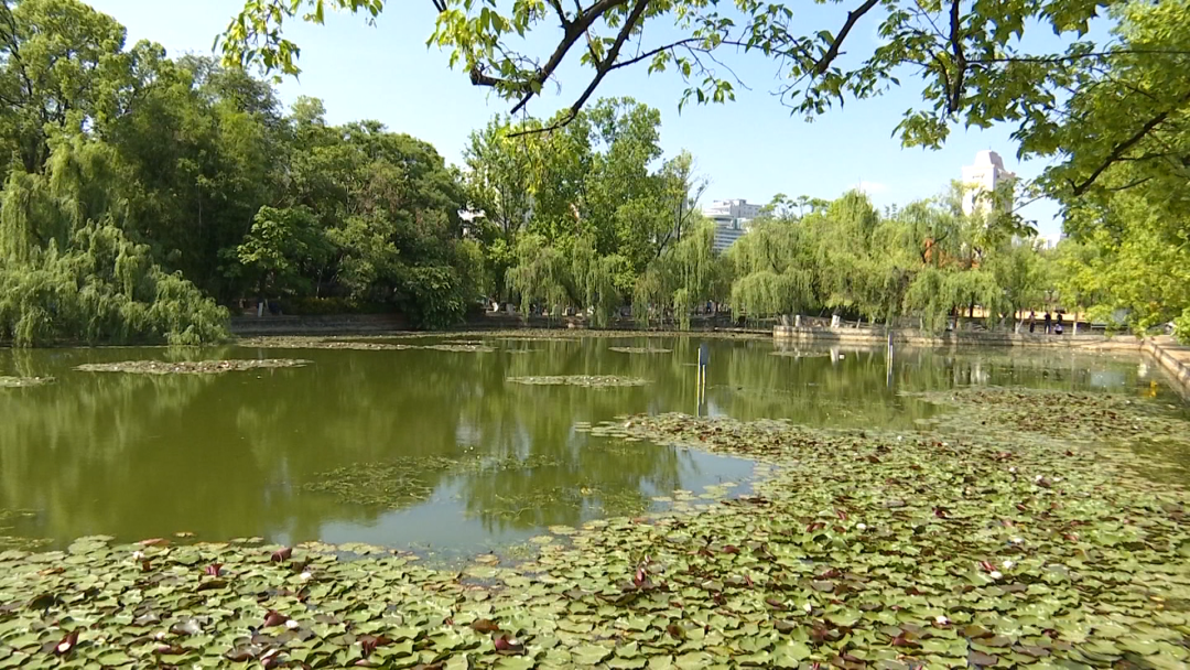 8099999街头巷尾微信