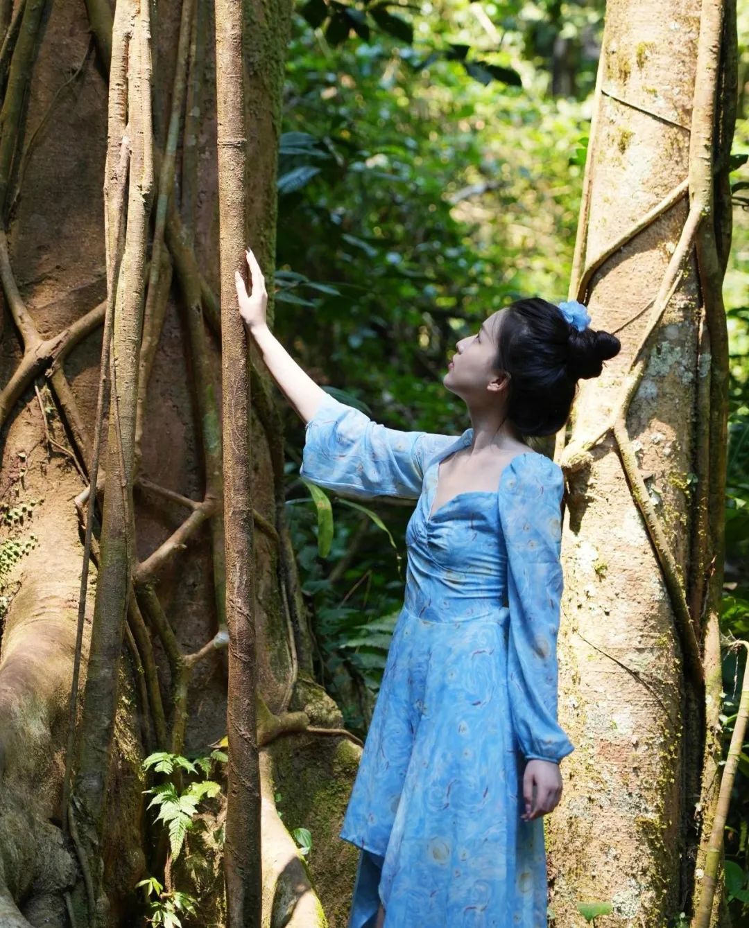 西双版纳望天树景区