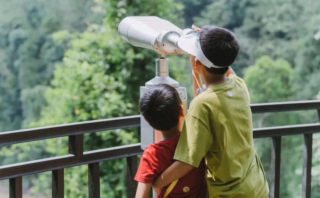 西双版纳望天树景区