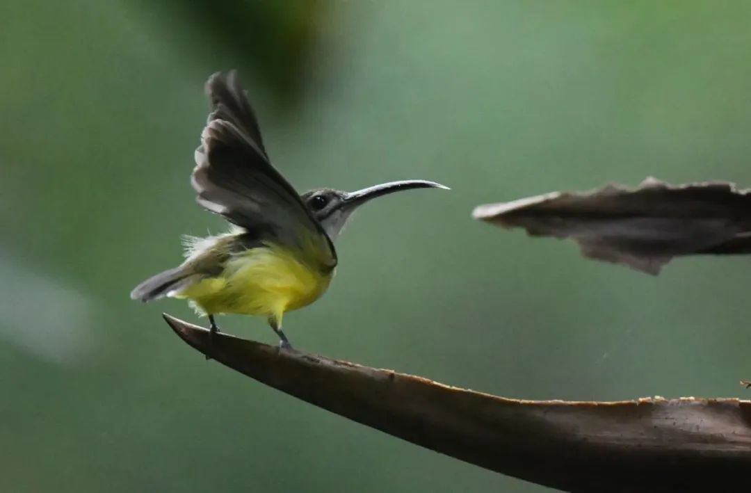 西双版纳望天树景区