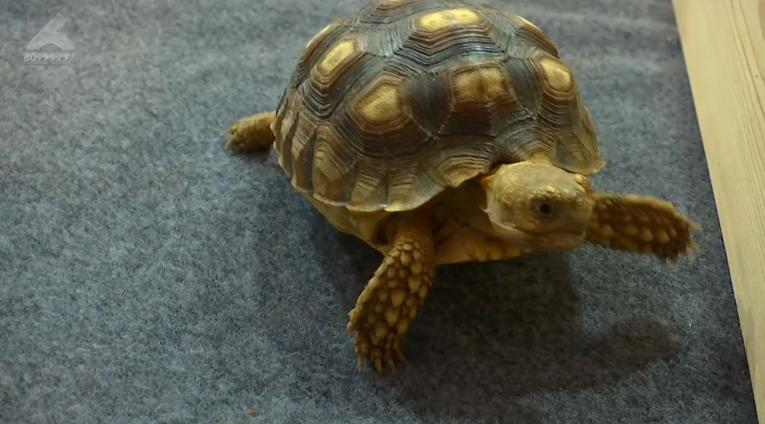 8099999街头巷尾微信