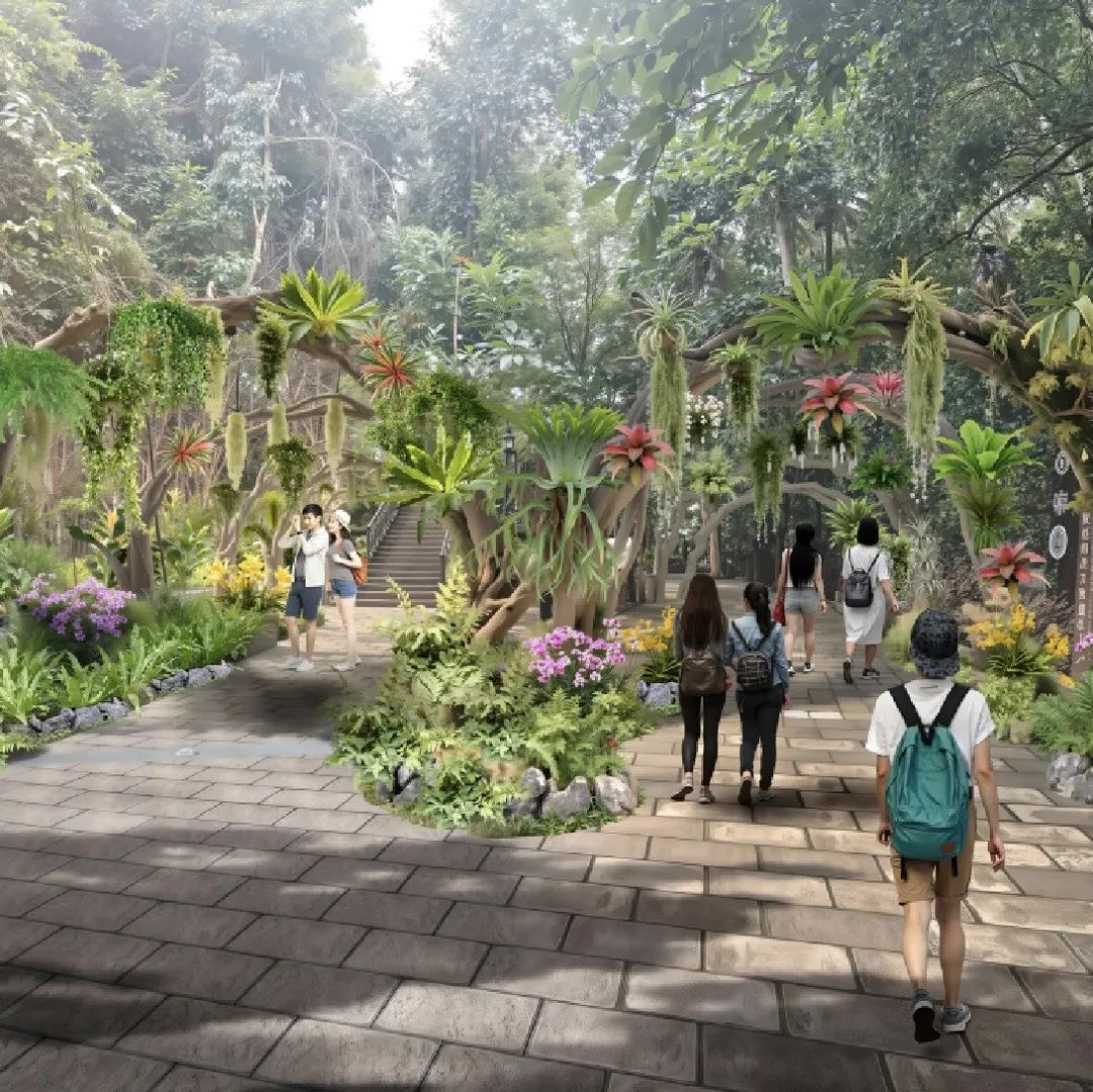 西双版纳望天树景区