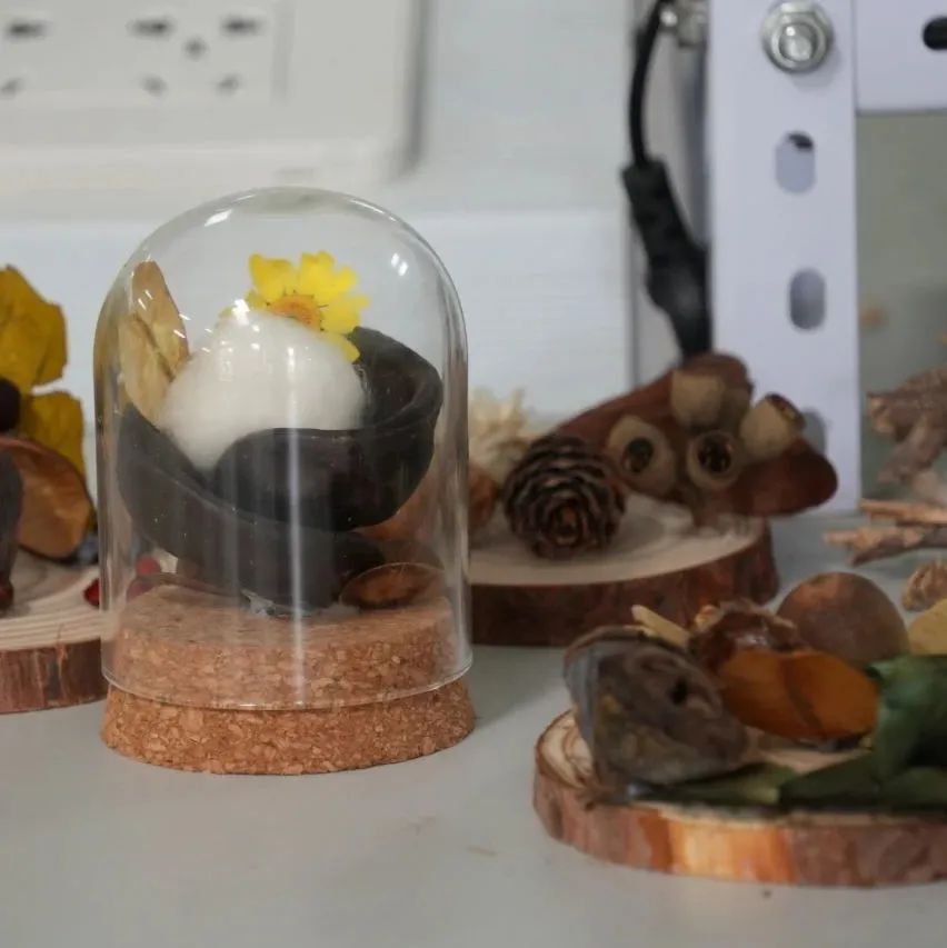 西双版纳望天树景区