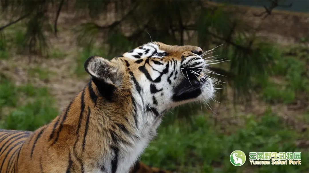 云南野生动物园