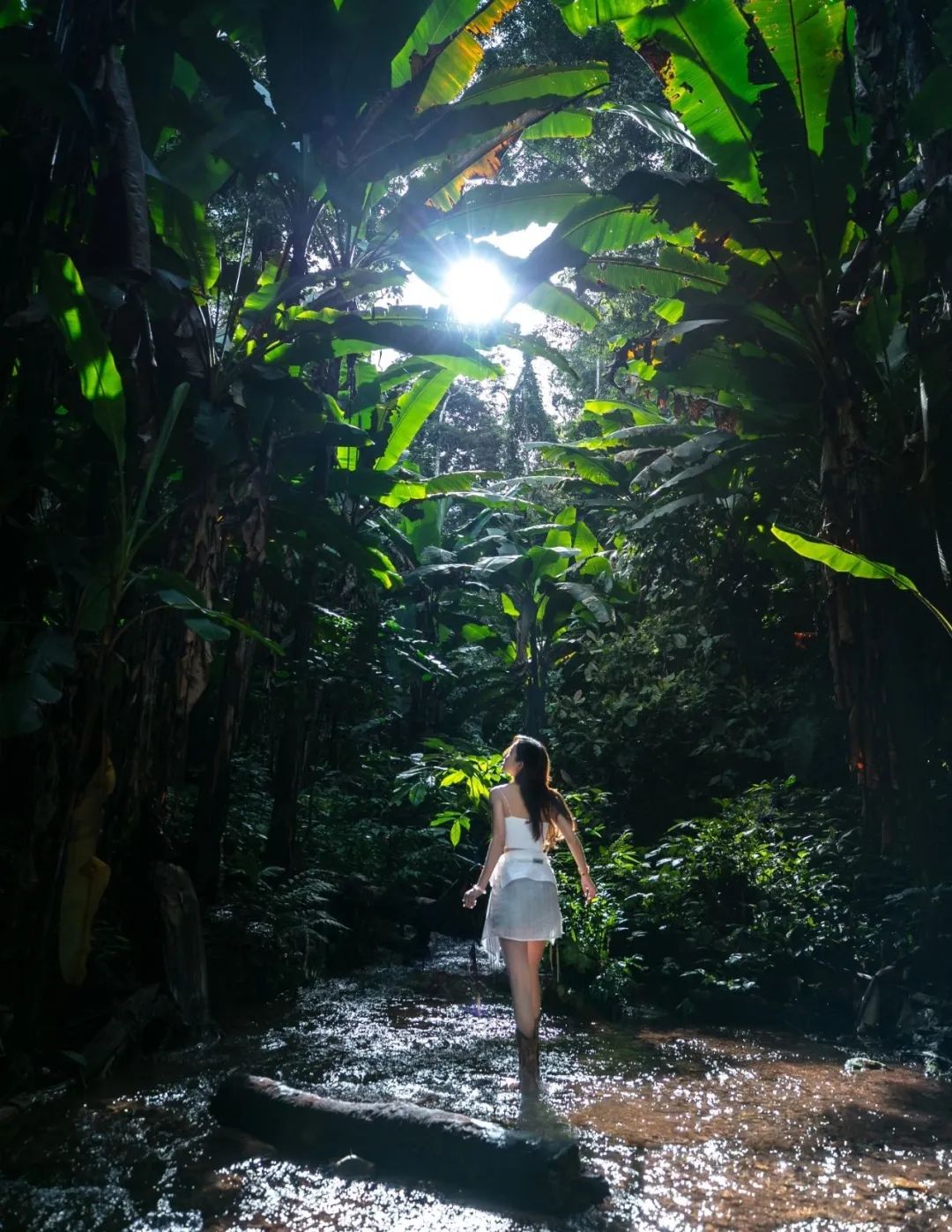 西双版纳望天树景区