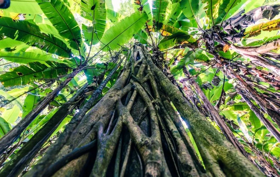 西双版纳望天树景区