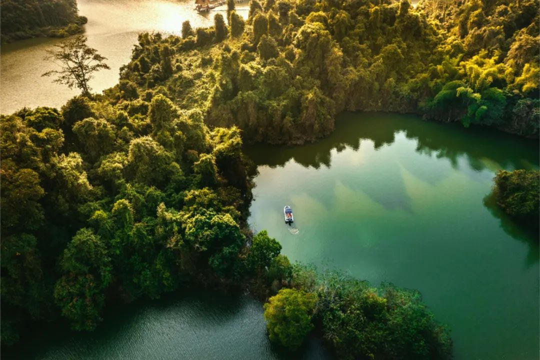 西双版纳望天树景区