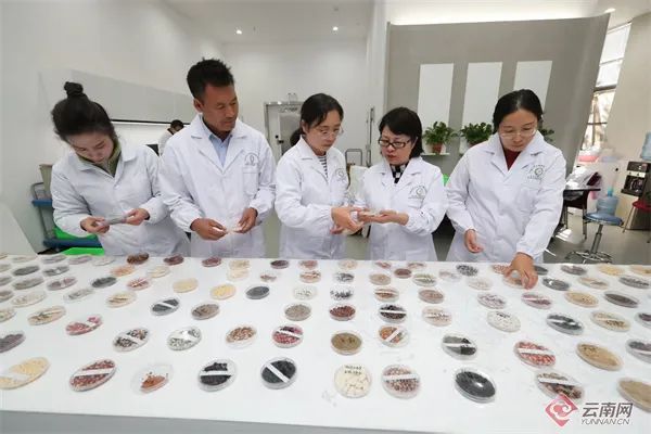 美丽云南微科普