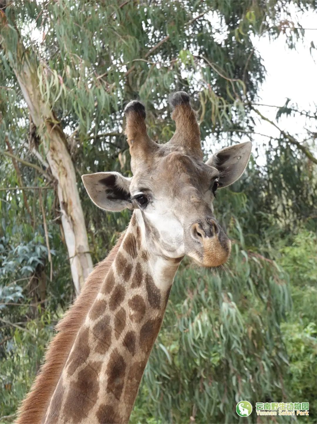 云南野生动物园