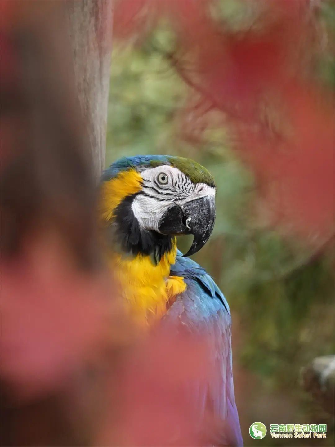 云南野生动物园