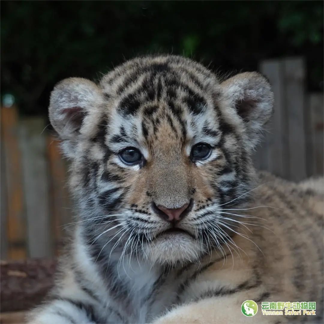 云南野生动物园