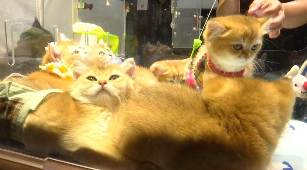 8099999街头巷尾微信