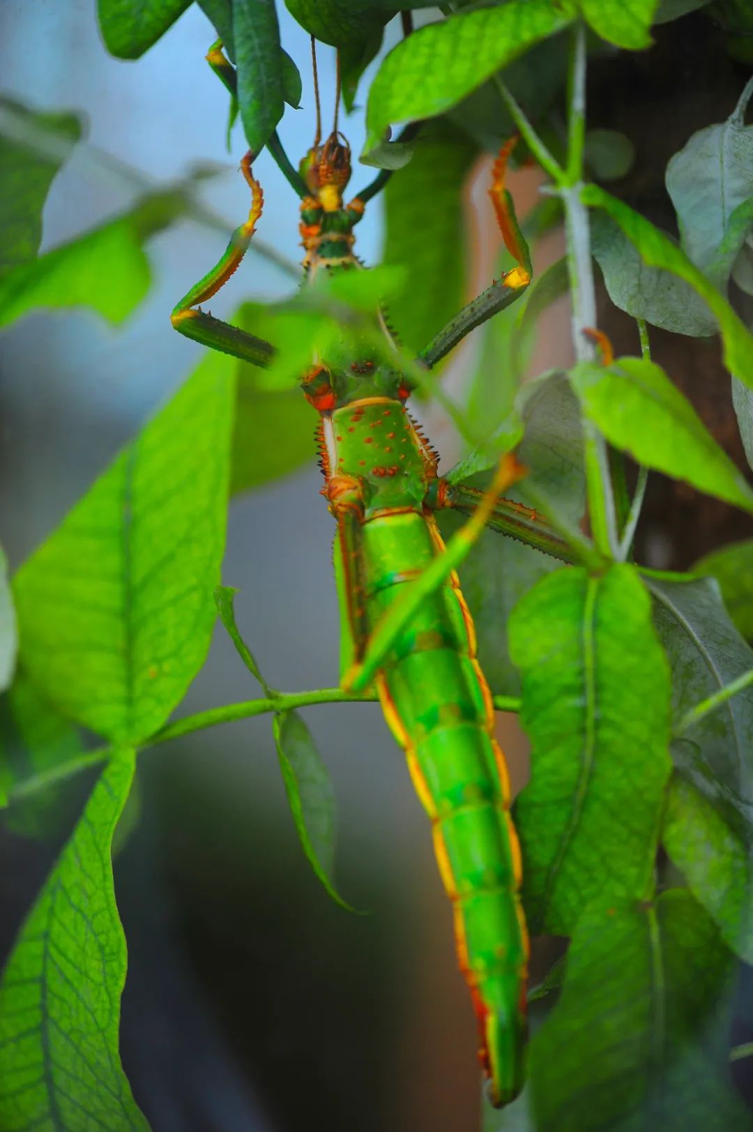 昆明市金殿名胜区