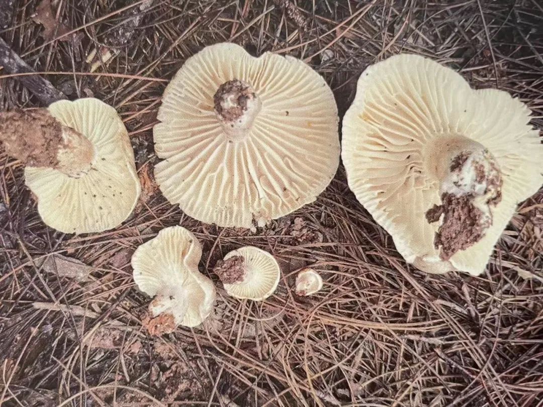 云南省第三人民医院