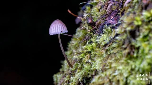 美丽云南微科普