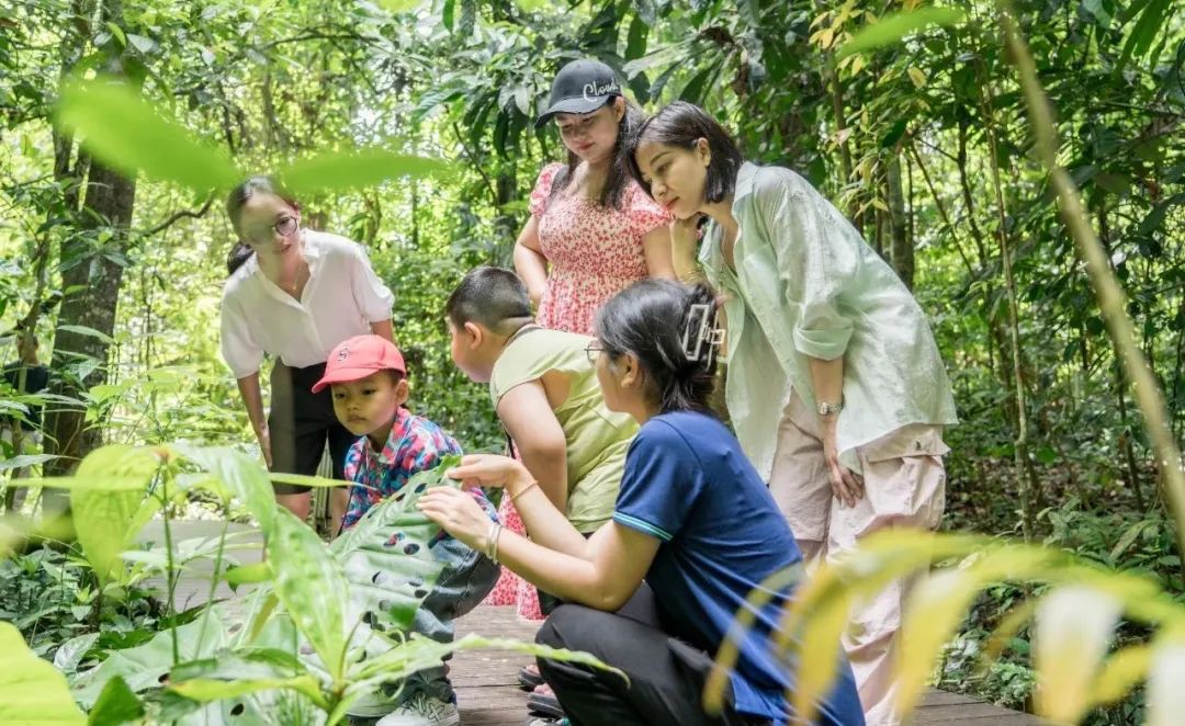 西双版纳望天树景区