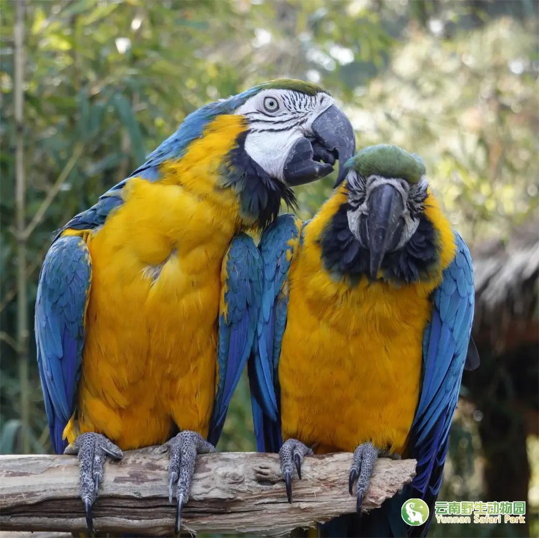 云南野生动物园