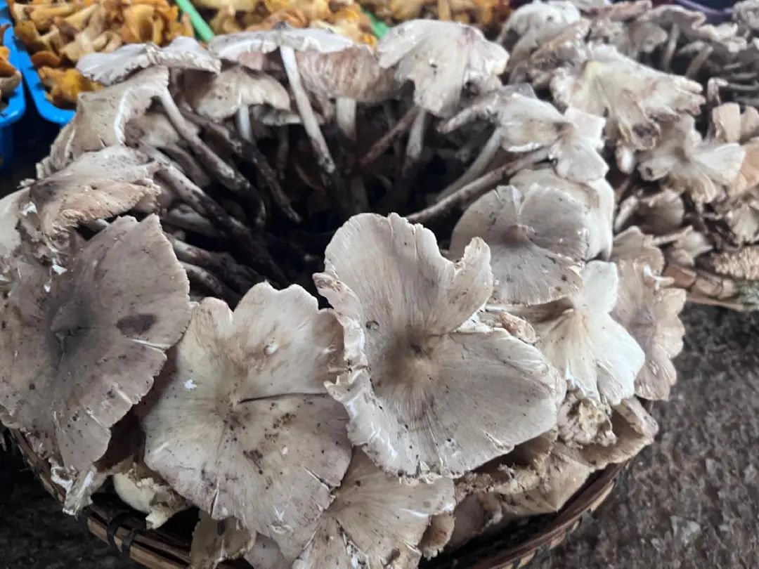 FM954汽车音乐广播