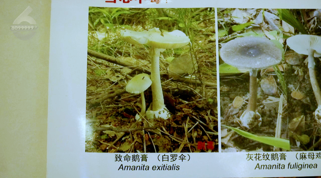 8099999街头巷尾微信