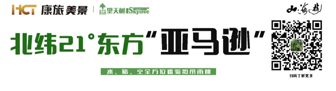 西双版纳望天树景区