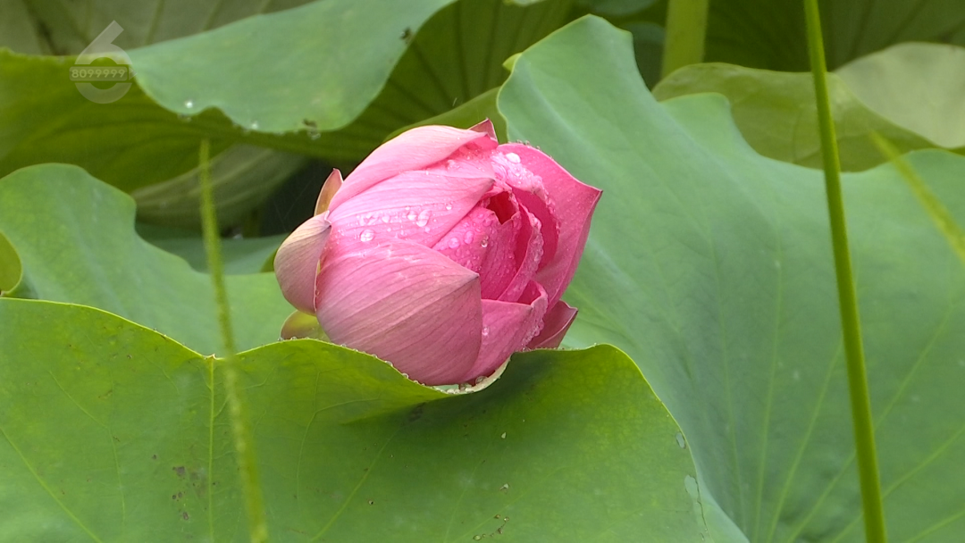 8099999街头巷尾微信