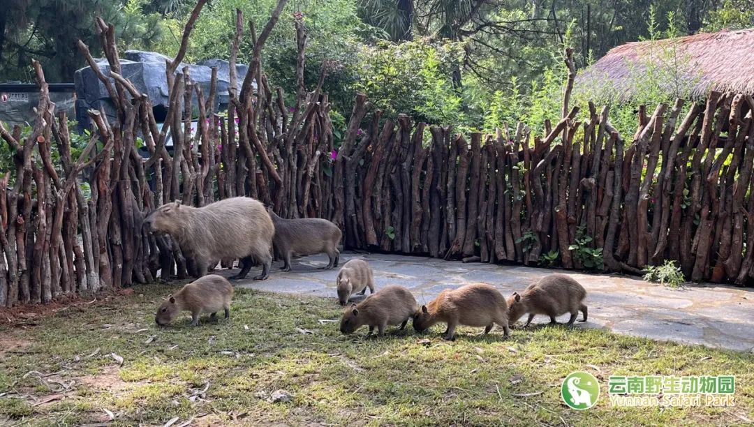 云南野生动物园