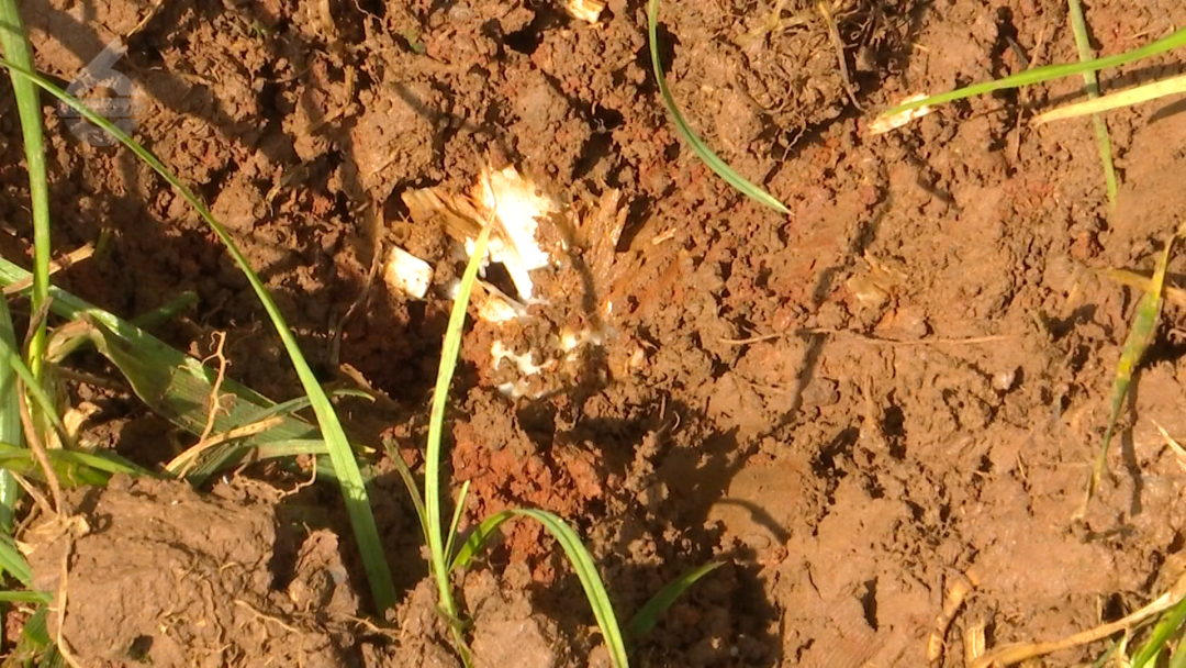 8099999街头巷尾微信