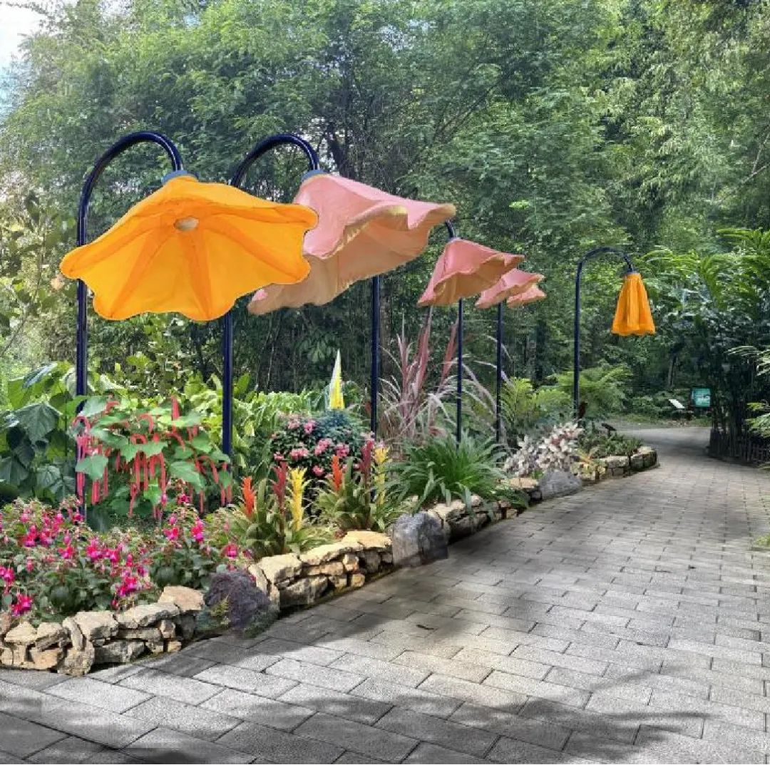 西双版纳望天树景区