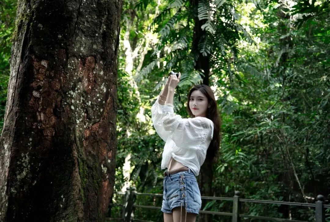 西双版纳望天树景区