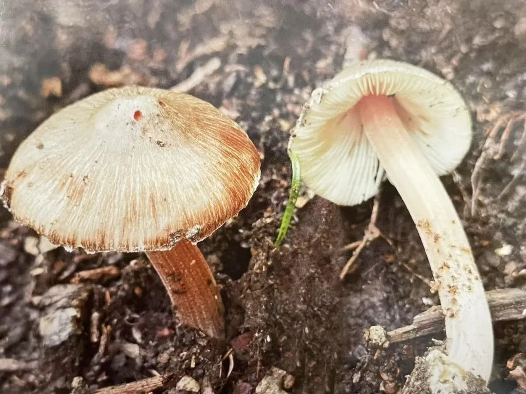 云南省第三人民医院