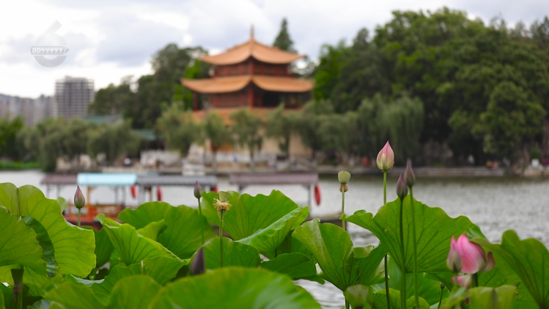 8099999街头巷尾微信