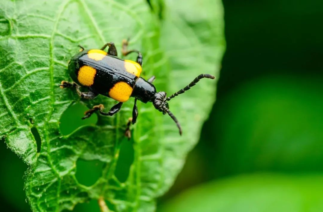 西双版纳望天树景区
