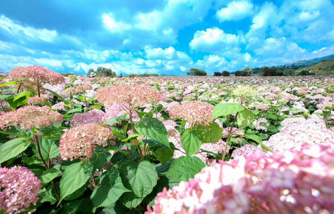 昆明阳宗海风景名胜区