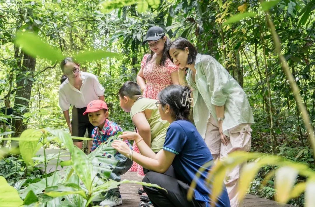 西双版纳望天树景区