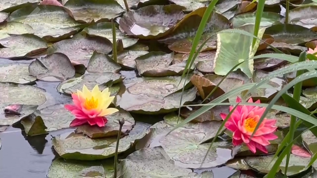 8099999街头巷尾微信