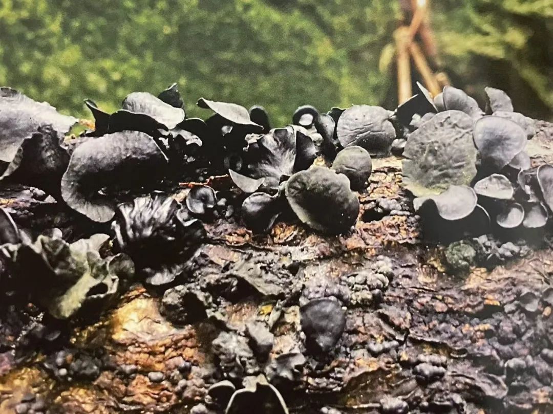 云南省第三人民医院