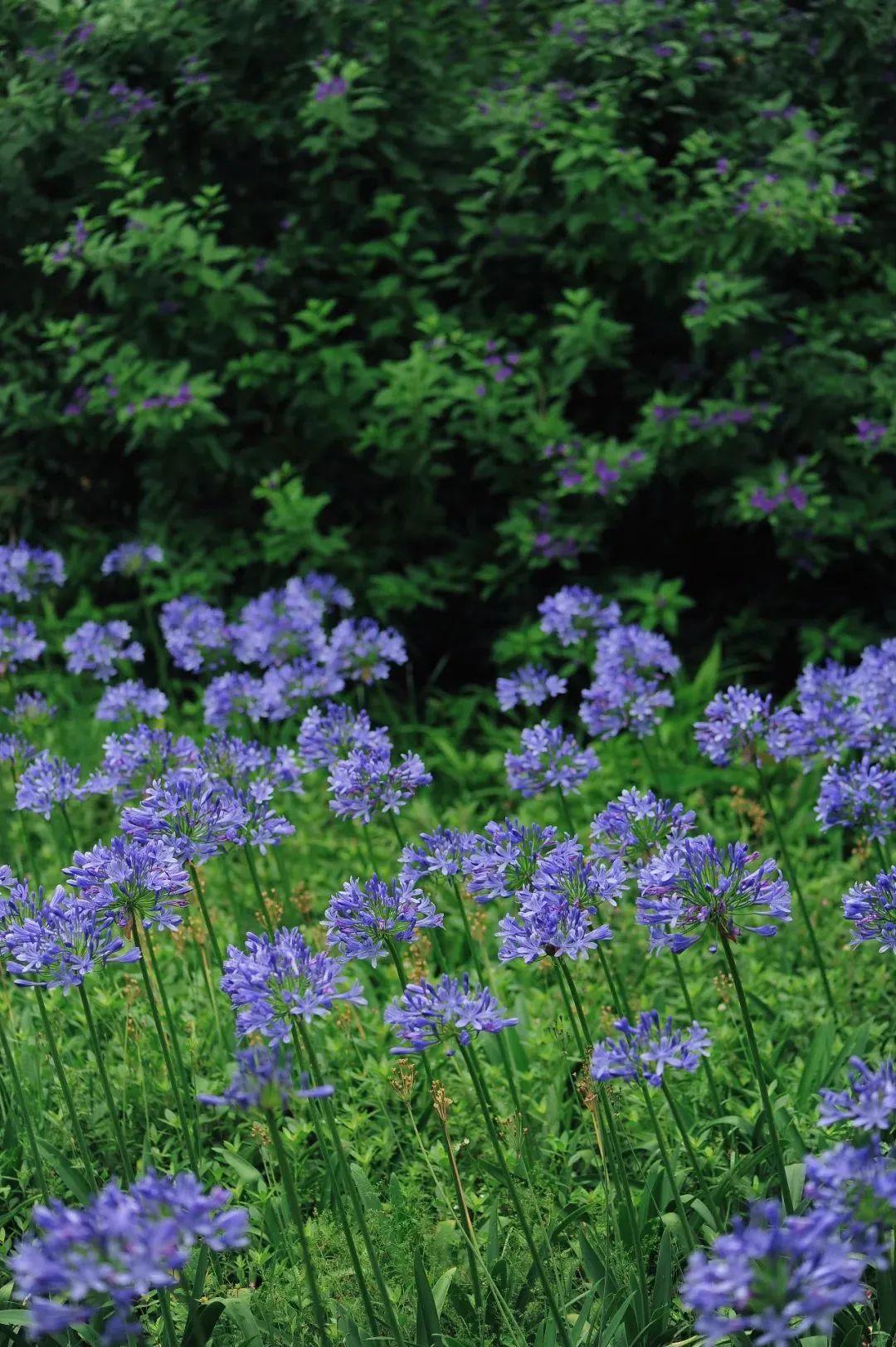 昆明市金殿名胜区