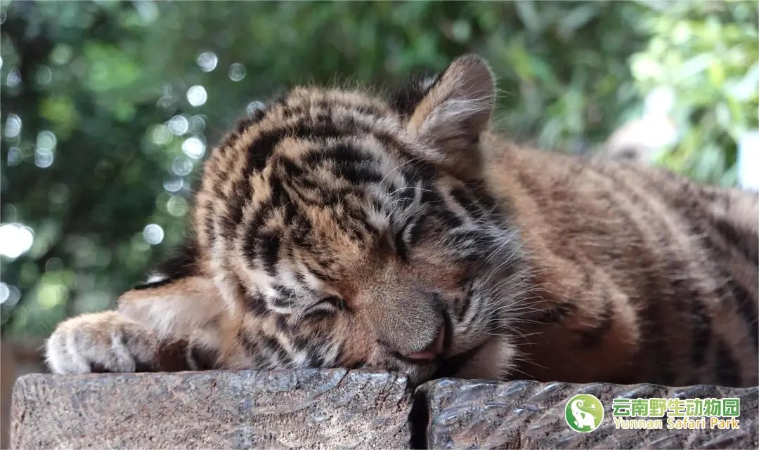 云南野生动物园