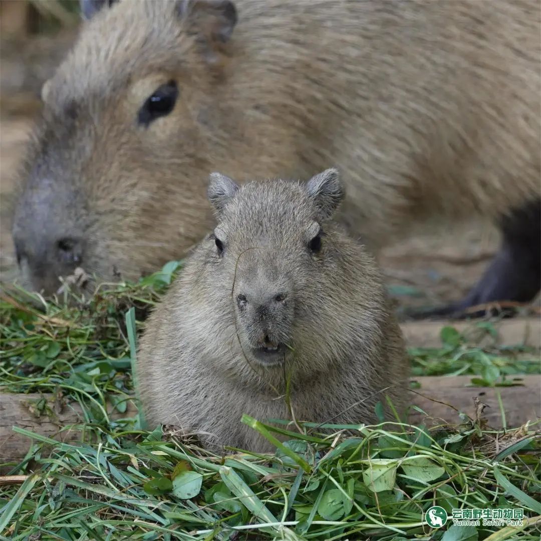 云南野生动物园