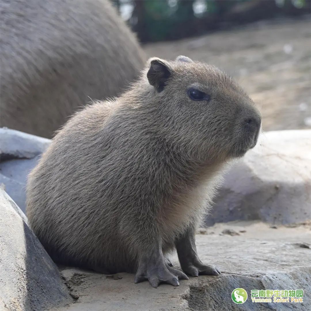 云南野生动物园