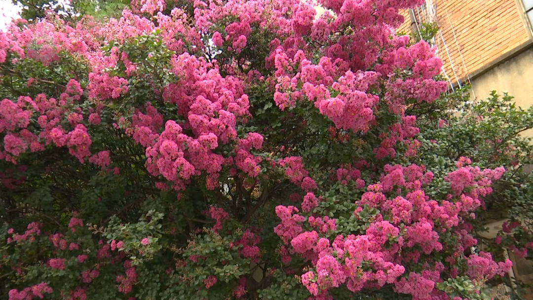 8099999街头巷尾微信