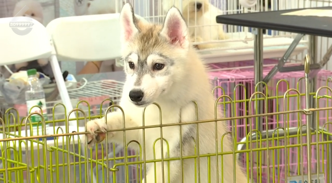 8099999街头巷尾微信