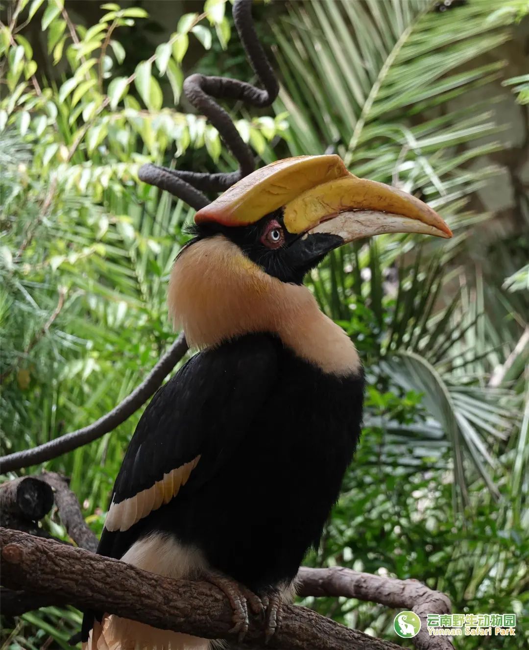 云南野生动物园