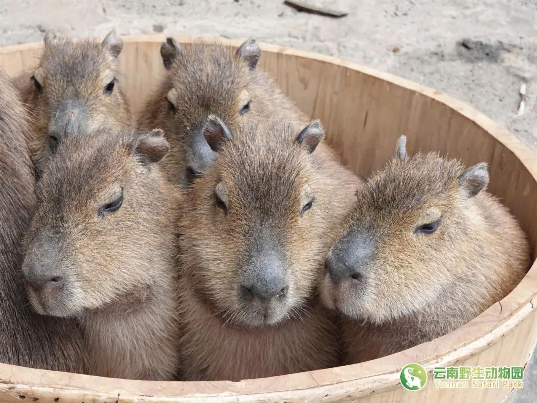 云南野生动物园