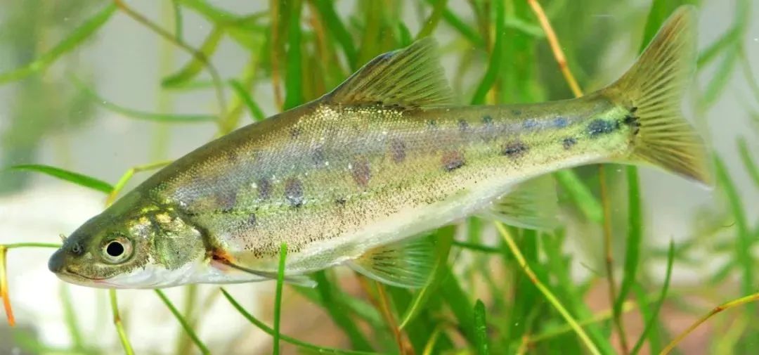 8099999街头巷尾微信