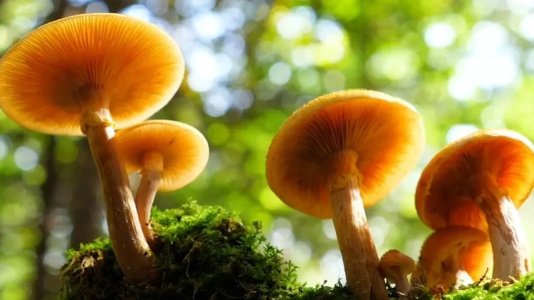 云南省第三人民医院