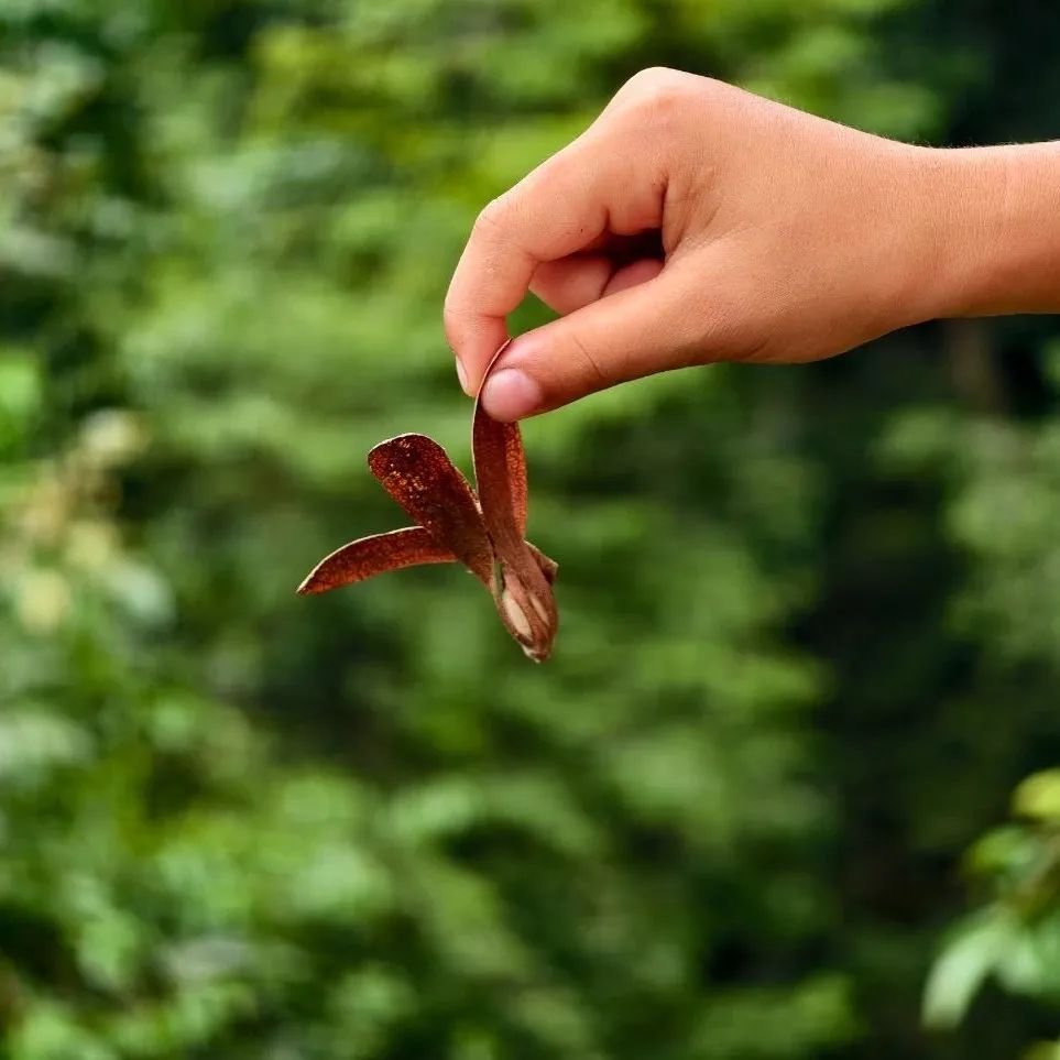 西双版纳望天树景区