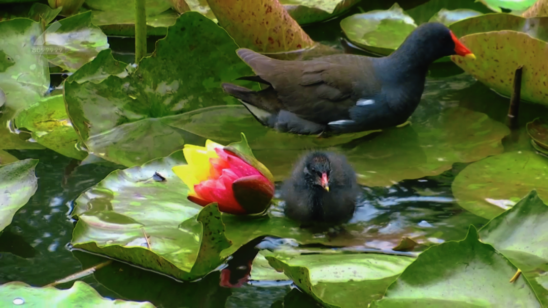 8099999街头巷尾微信